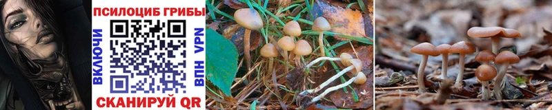 KRAKEN ссылки  Ленинск-Кузнецкий  Галлюциногенные грибы Psilocybe 